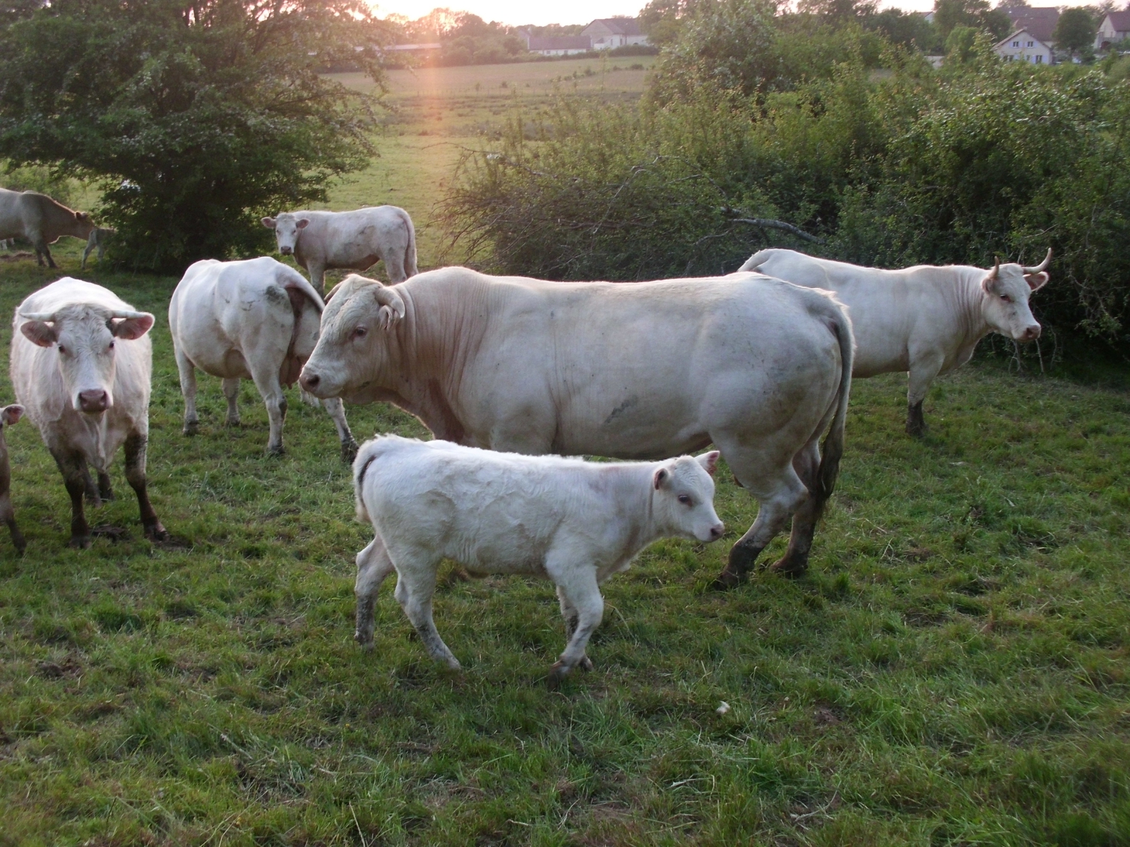 Vaches, veaux et taureau au pâturage