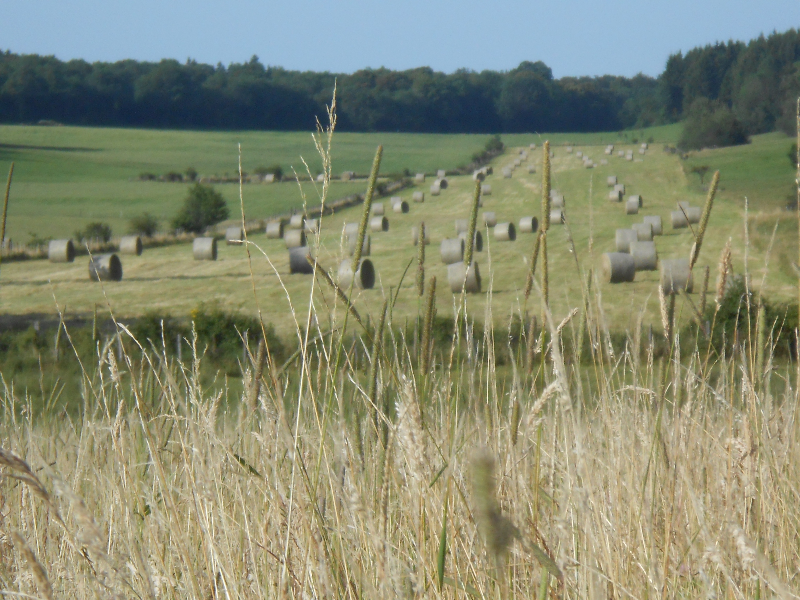 prairies du gaec de la côte de l'Heute